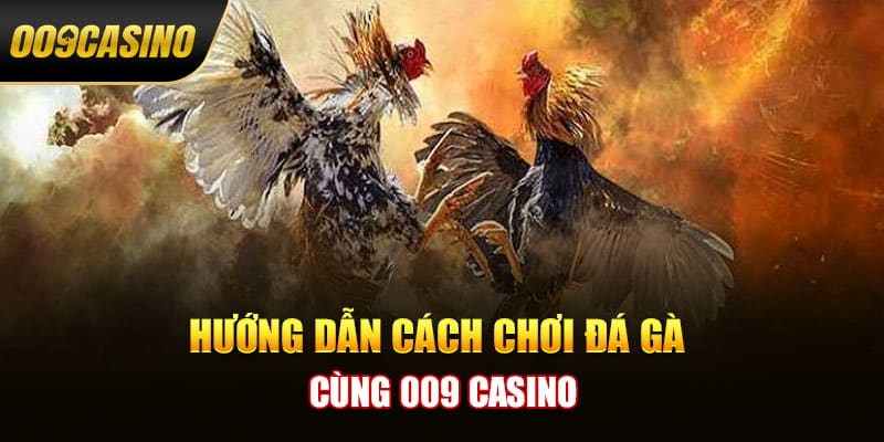 Hướng dẫn cách chơi đá gà cùng 009 casino